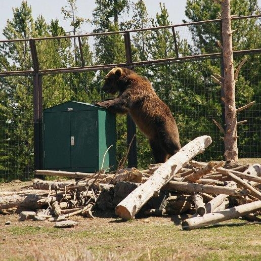 1250 Lb. Grizzly Testing our Original C-330 - 